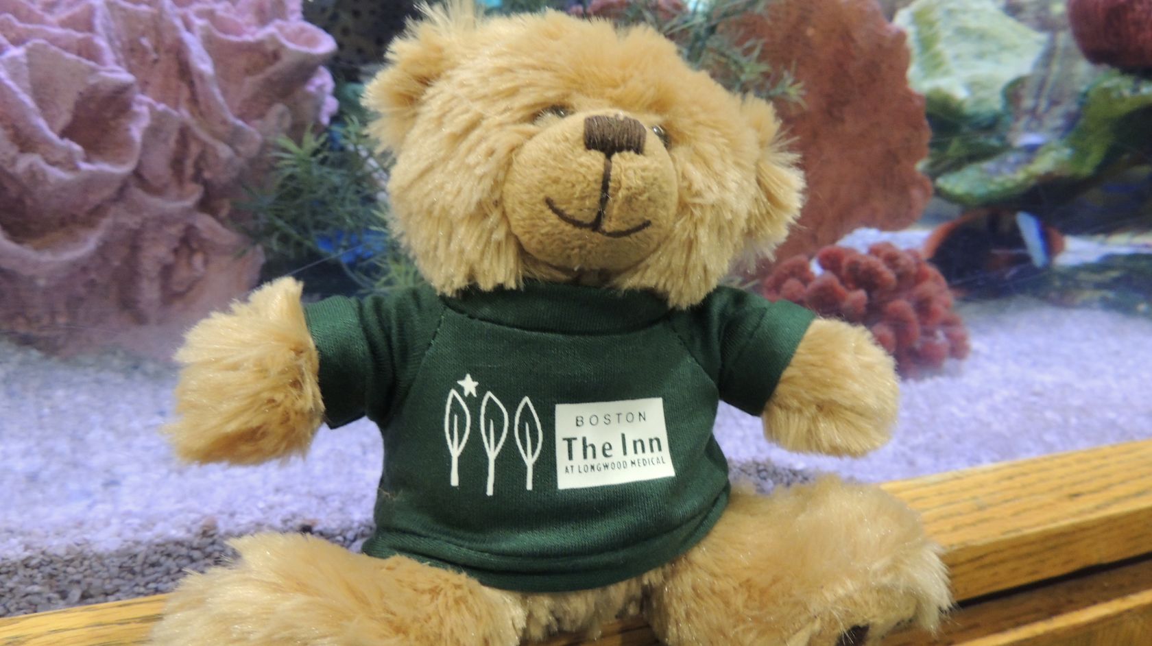 Hope the bear with Inn at Longwood medical shirt on