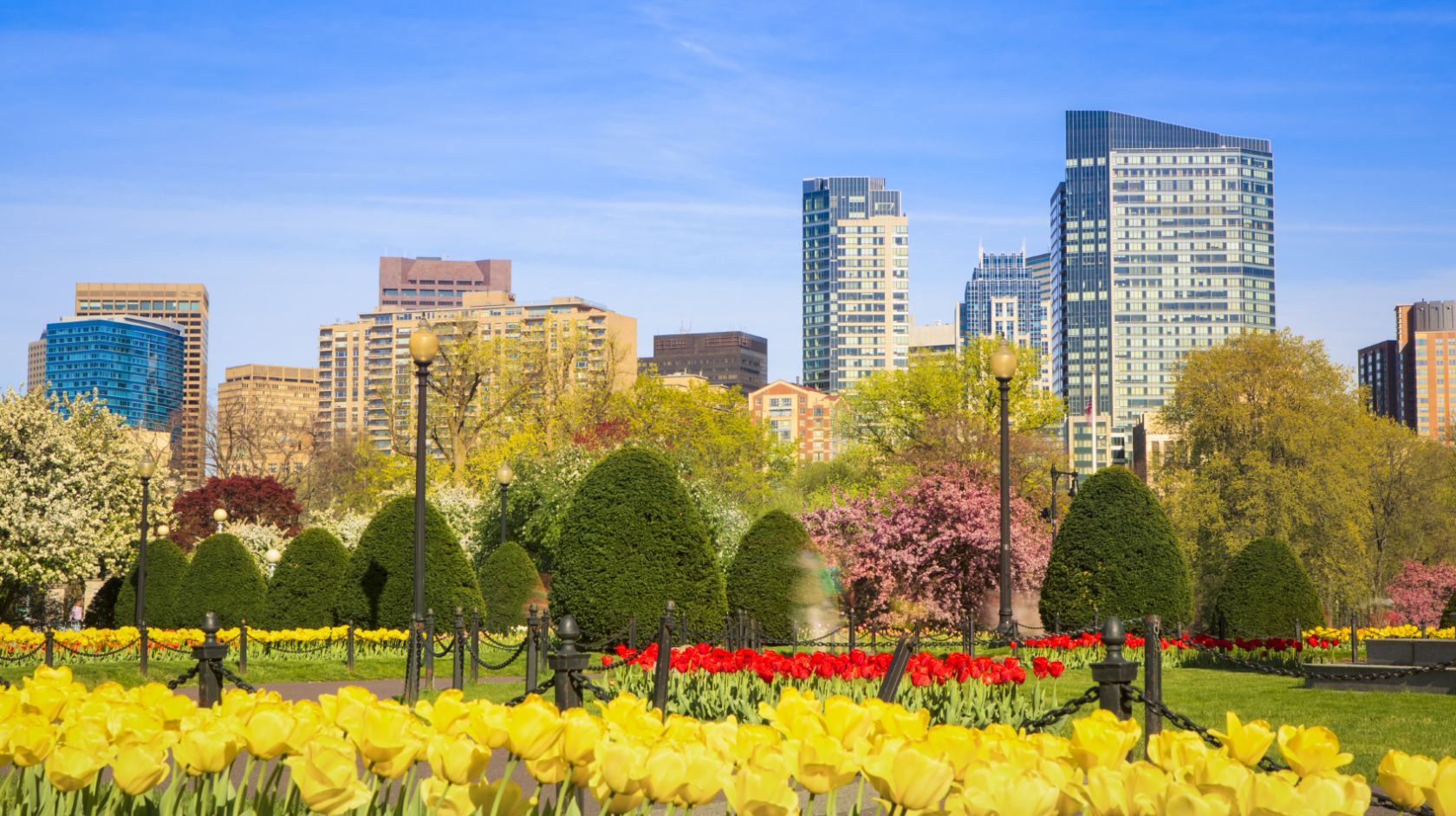 A Bunch Of Yellow Flowers With Boston Common In The Background